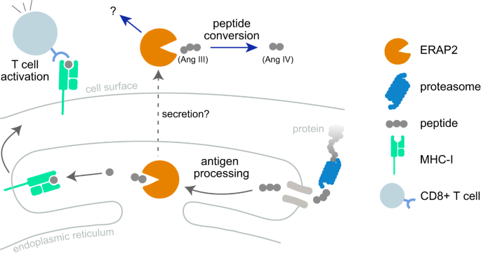 Evolutionary immuno-genetics of endoplasmic reticulum aminopeptidase II (ERAP2)