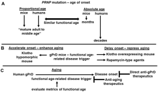 Hypothesis: functional age and onset of autosomal dominant genetic prion disease.