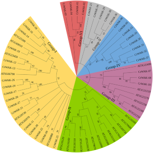 Genome-wide identification and characterization of wall-associated kinases, molecular docking and polysaccharide elicitation of monoterpenoid indole alkaloids in micro-propagated Catharanthus roseus.