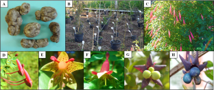 The environment role in the incomplete reproductive cycle of Tropaeolum pentaphyllum Lam. (crem) in Brazilian Mixed Ombrophilous Forest: implications for conservation and cultivation