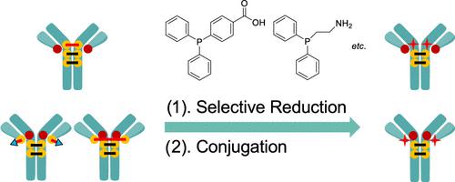 Selective Reduction of Cysteine Mutant Antibodies for Site-Specific Antibody–Drug Conjugates