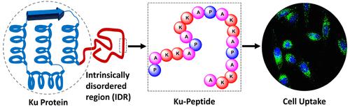 Intrinsically Disordered Ku Protein-Derived Cell-Penetrating Peptides