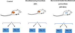 Accelerated wound healing with resveratrol-loaded decellularized pericardium in mice model.