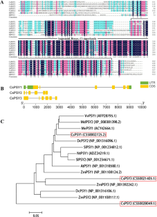 Overexpressing CsPSY1 Gene of Tea Plant, Encoding a Phytoene Synthase, Improves α-Carotene and β-Carotene Contents in Carrot.