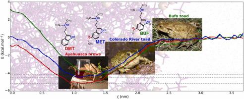 Interaction of psychedelic tryptamine derivatives with a lipid bilayer