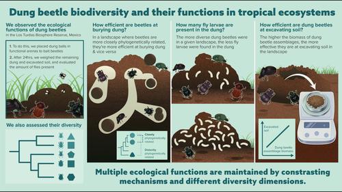 The ecological functions of dung beetles are shaped by multiple dimensions of diversity