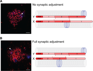 Meiotic pairing and double-strand break formation along the heteromorphic threespine stickleback sex chromosomes.