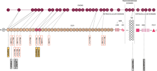 Influence of different spectra of NOTCH3 variants on the clinical phenotype of CADASIL - experience from Slovakia.