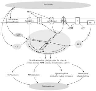 Cellular Mechanisms of the Formation of Plant Adaptive Responses to High Temperatures