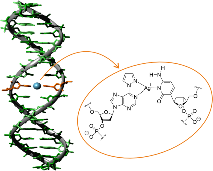 6-Pyrazolylpurine and its deaza derivatives as nucleobases for silver(I)-mediated base pairing with pyrimidines