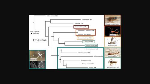 Untangling the assassin's web: Phylogeny and classification of the spider-associated Emesine complex (Hemiptera: Reduviidae)