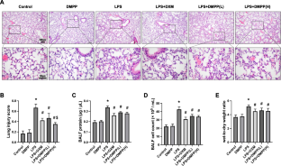 DMPP attenuates lipopolysaccharide-induced lung injury by inhibiting glycocalyx degradation through activation of the cholinergic anti-inflammatory pathway.