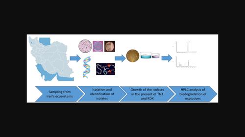 Biodegradation of 2,4,6‐trinitrotoluene and hexahydro‐1,3,5‐trinitro‐1,3,5‐triazine by Actinomycetes species, first time isolated and characterized from water, wastewater, and sludge