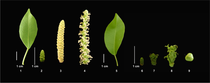 De novo transcriptome assembly reveals characteristics of flower sex determination of Excoecaria agallocha