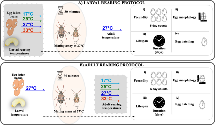 Experimental evidence for stronger impacts of larval but not adult rearing temperature on female fertility and lifespan in a seed beetle