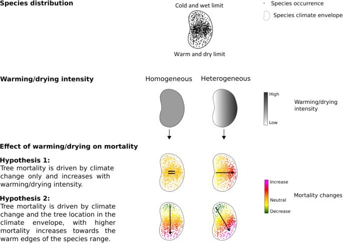 Climate change-induced background tree mortality is exacerbated towards the warm limits of the species ranges