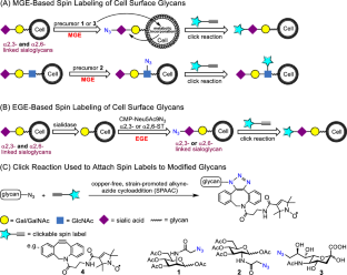 Spin-Labeling Insights into How Chemical Fixation Impacts Glycan Organization on Cells