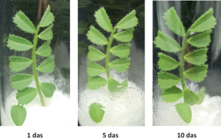 Resistance pattern of a cold tolerant chickpea cultivar (Saral) against different pathotypes of Ascochyta rabiei using an in vitro pathogenicity test method