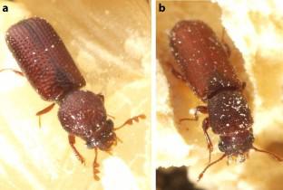 Localization of symbiotic bacteria in embryogenesis of the lesser grain borer Rhyzopertha dominica and the African powderpost beetle Lyctus africanus (Coleoptera: Bostrichidae)