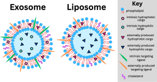 Nature vs. Manmade: Comparing Exosomes and Liposomes for Traumatic Brain Injury.