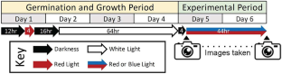 Efficacy of the Random Positioning Machine as a Terrestrial Analogue to Microgravity in Studies of Seedling Phototropism