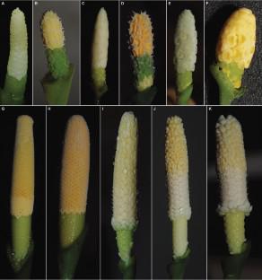 The diversification of thecae horns and their putative significance—a case study of Schismatoglottideae (Araceae)