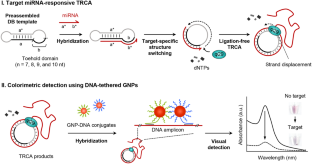 Target-Responsive Template Structure Switching-Mediated Exponential Rolling Circle Amplification for the Direct and Sensitive Detection of MicroRNA