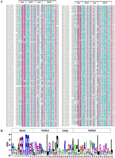 Genome-Wide Identification of MabHLH Transcription Factors Family Response to Magnesium Deficiency Stress in Banana (Musa paradisiaca AA)