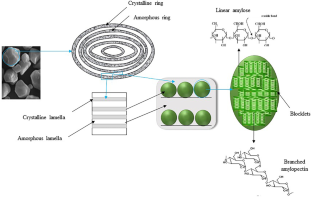 Recent Developments in Starch-Based Delivery Systems of Bioactive Compounds: Formulations and Applications