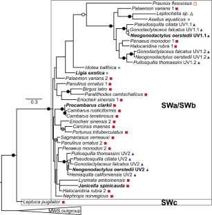 Molecular Evolution of Malacostracan Short Wavelength Sensitive Opsins.