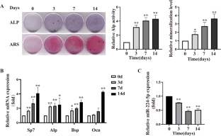 MiR-224-5p inhibits osteoblast differentiation and impairs bone formation by targeting Runx2 and Sp7.