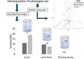 On the styx bank - characterization of the headspace cadaveric volatiles released by submerged decaying rats