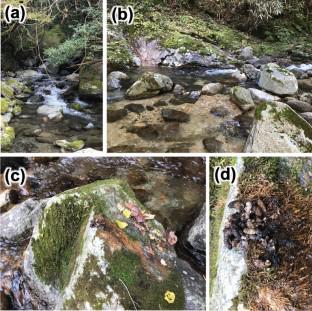 Diurnal detection of environmental DNA of the semi-aquatic water shrew Chimarrogale platycephala using 25-h water sampling in streams