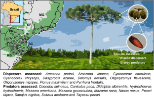 Biotic interactions under risk: climate change drives spatial mismatch between a critically endangered tree and its seed dispersers and predators