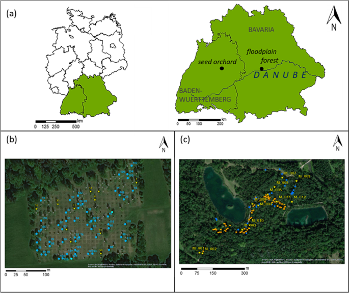 Pollination success of Fraxinus excelsior L. in the context of ash dieback