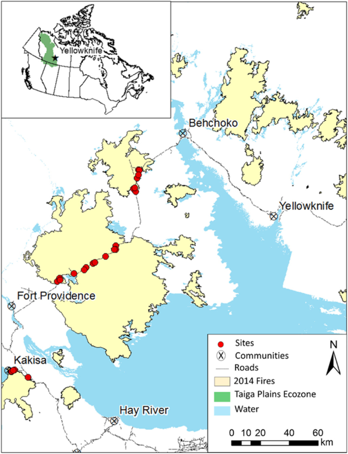 Black spruce (Picea mariana) seed availability and viability in boreal forests after large wildfires