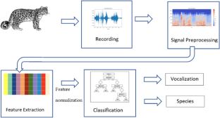 Identifying Distinguishing Acoustic Features in Felid Vocalizations Based on Call Type and Species Classification