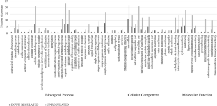 Proteomic analysis of common bean (Phaseolus vulgaris L.) leaves showed a more stable metabolism in a variety responsive to biological nitrogen fixation