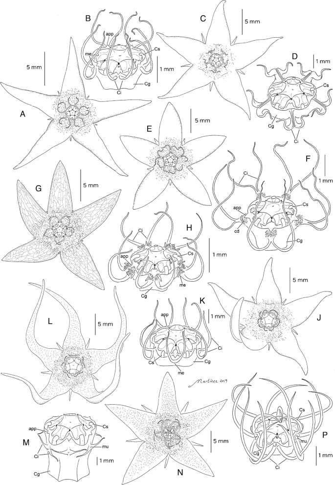 Four new species of Matelea (Apocynaceae: Asclepiadoideae) endemic to Mexico