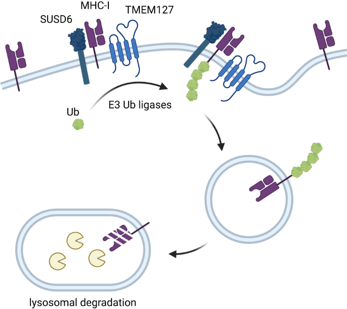 SUS(d6)pending MHC class I peptide presentation for cancer immunoevasion