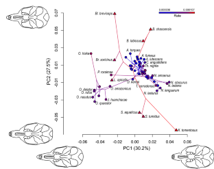 Decoupled Patterns of Diversity and Disparity Characterize an Ecologically Specialized Lineage of Neotropical Cricetids