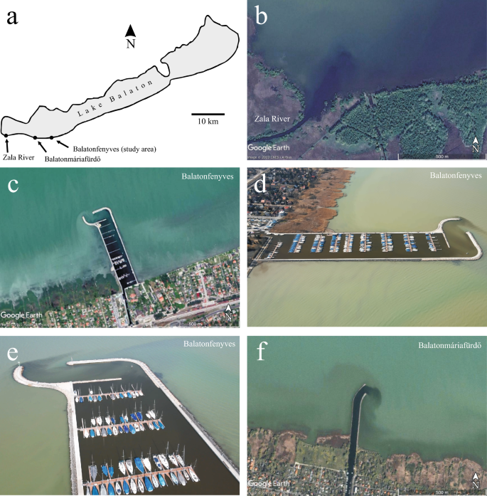 Ecological advantage of polarized light pollution: positive effect of a dark lake patch at a canal inflow on habitat of non-biting midges