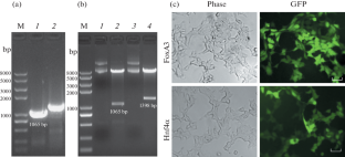 Combinational Overexpression of Foxa3 and Hnf4a Enhance the Proliferation and Prolong the Functional Maintenance of Primary Hepatocytes