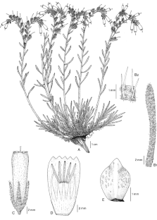 Onosma korukluei (Boraginaceae) a new species from Türkiye