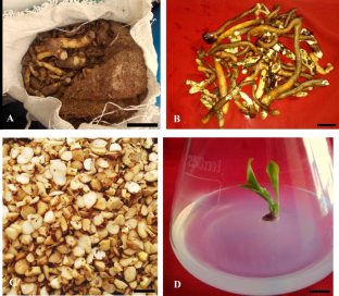 Effects of sterilization methods and plant growth regulators on in vitro regeneration and tuberization in Gloriosa superba (L.)