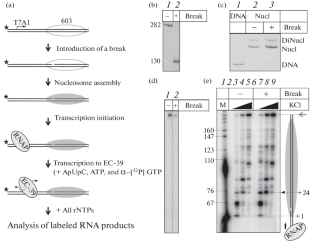 Effect of Single-Strand DNA Breaks on Transcription of Nucleosomes