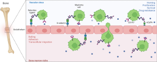 siRNA Lipid-Polymer Nanoparticles Targeting E-Selectin and Cyclophilin A in Bone Marrow for Combination Multiple Myeloma Therapy.