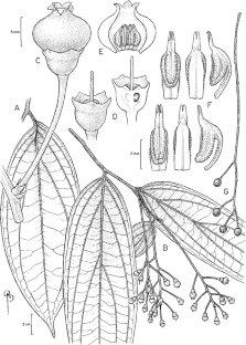 Psammisia murriensis (Ericaceae: Vaccinieae), a new mortiño and blueberry relative from Colombia