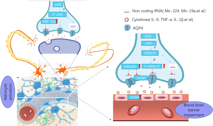 AQP4 is an Emerging Regulator of Pathological Pain: A Narrative Review.