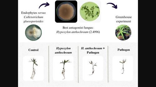 Modification of anthracnose severity in açaí seedlings by the endophytic fungus Hypoxylon anthochroum strain 2.4996